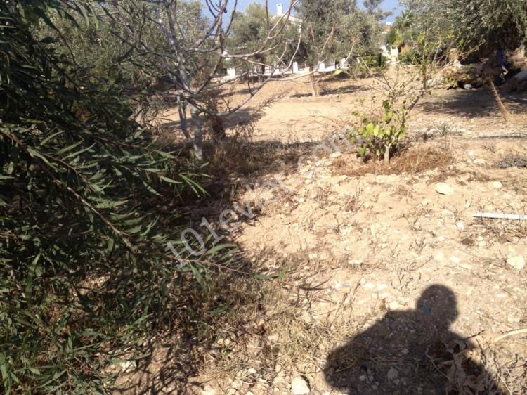 Original Turkish title land for sale in ozankoy Kyrenia North Cyprus