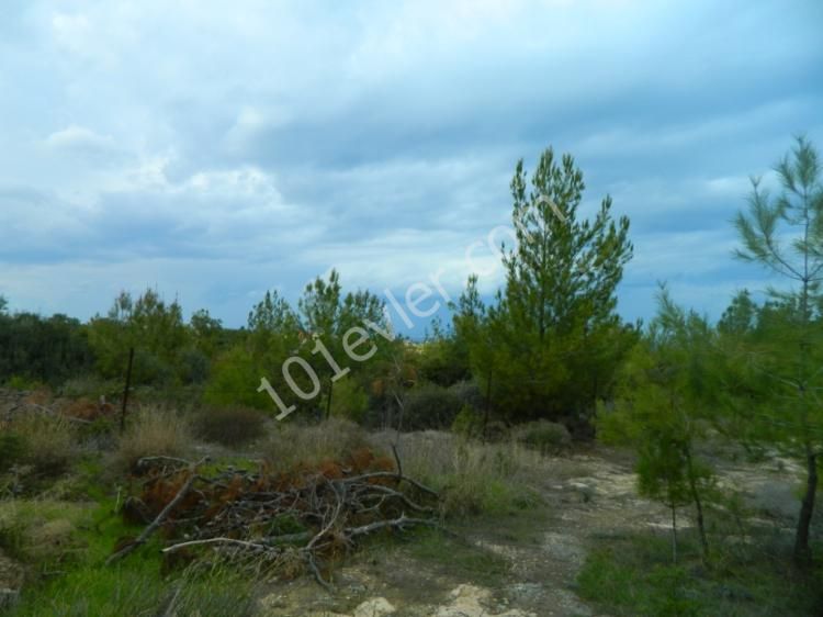 Land for sale in çatalköy 