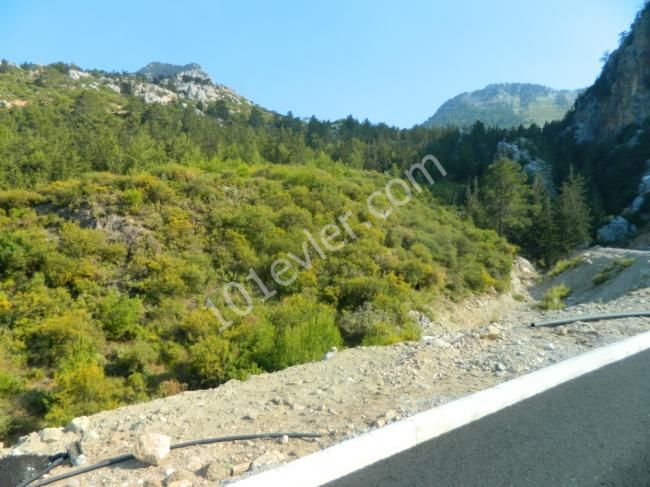 orijinal turkish  title deed forsale in catalkoy in northcyprus