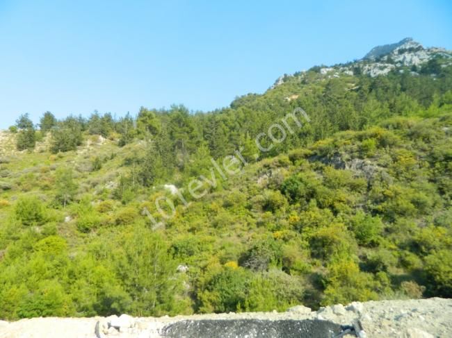 orijinal turkish  title deed forsale in catalkoy in northcyprus