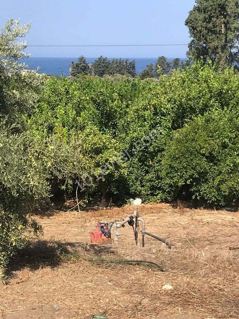 Acil Satılık Lefke Avrupa Universitesi yolunda  Esdeger koçanlı Dağ ve deniz manzarali  Fasıl 96 6 dönüm 1 evlek  Portakal ve zeytin  ağacları ile dolu arazi satılıktır.  Fiyat 200.000 sterlin. Îletişim  05338422526