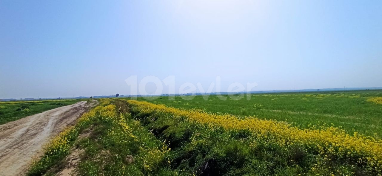 Kapitel 96 Türkisches Ackerland in Düzova