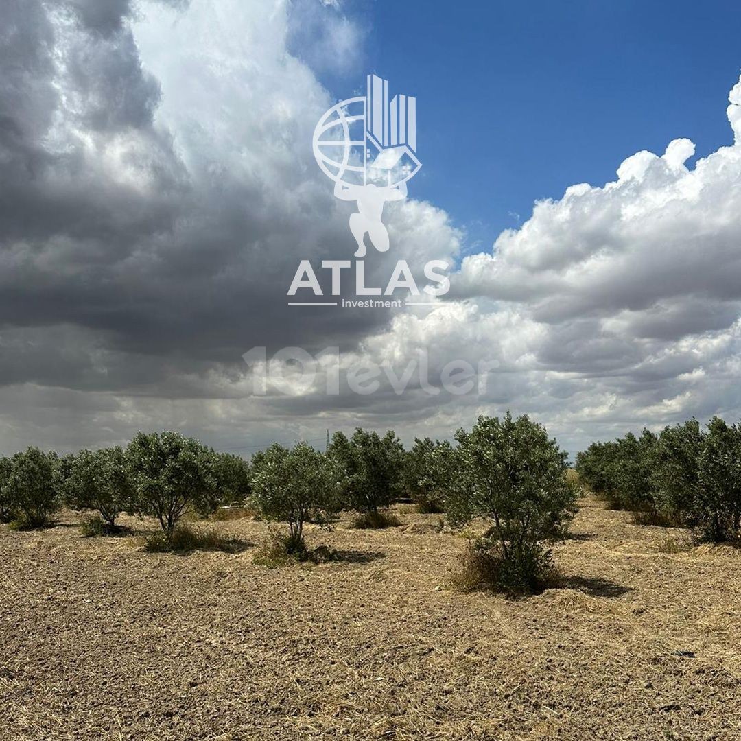 OLIVE FLOOR AND HOUSE FOR SALE IN GEÇİTKALE (OPPORTUNITY FIELD)