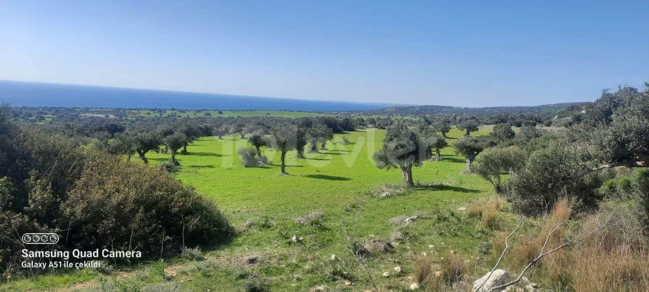 İskele Taşlıca Köyü Satılık Arazi 