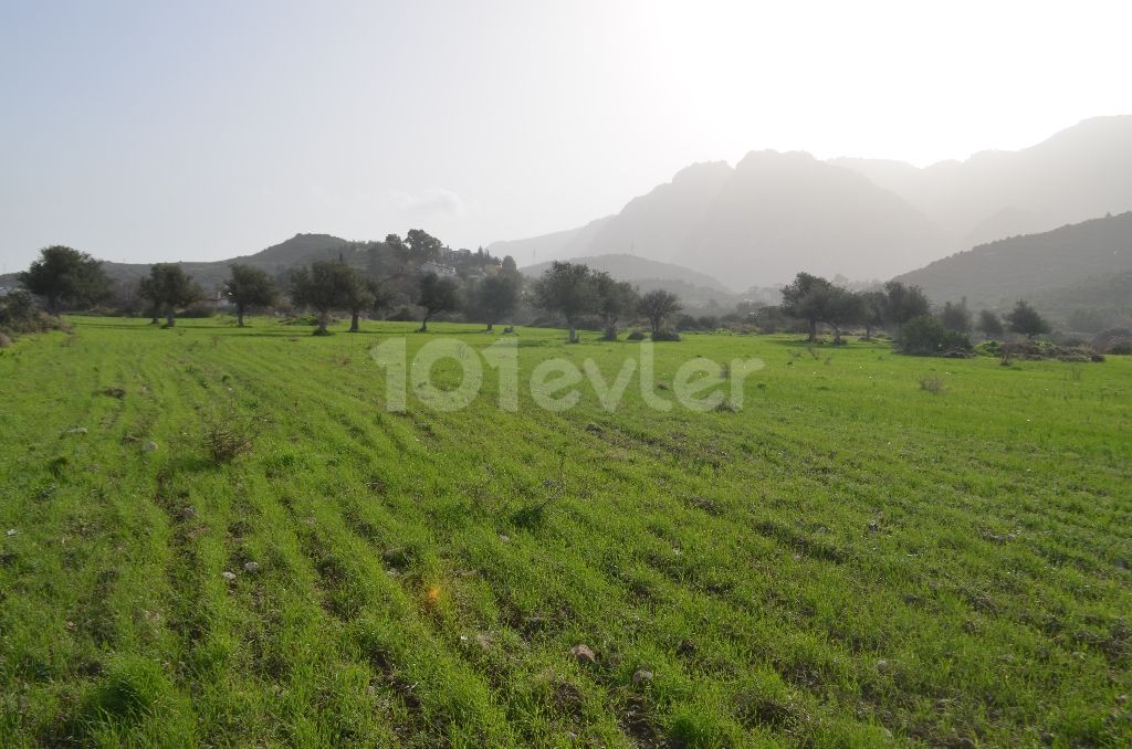 Field For Sale in Alsancak, Kyrenia