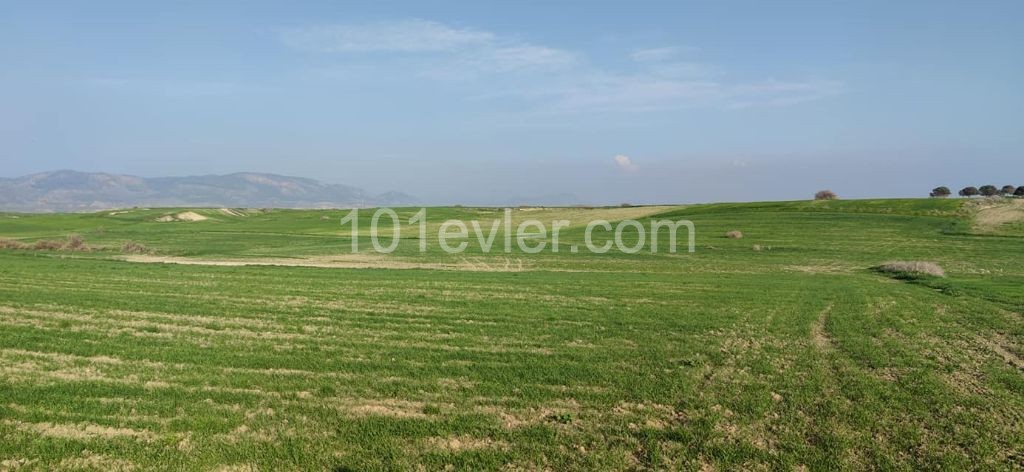 Field For Sale in Yılmazköy, Nicosia