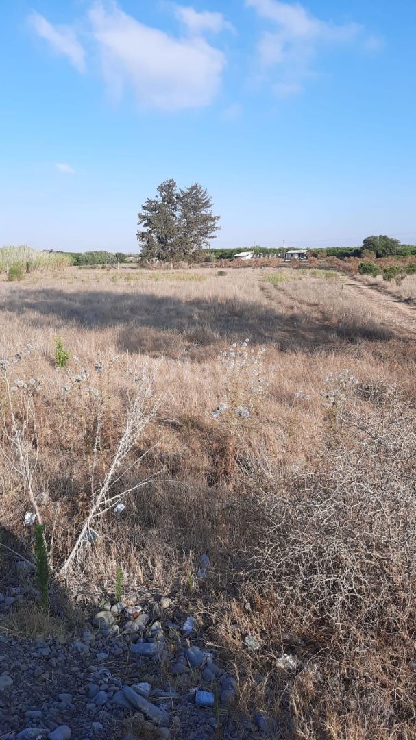 GÜZELYURT LEFKE ANAYOLU ÜSTÜ SATILIK TARLA 