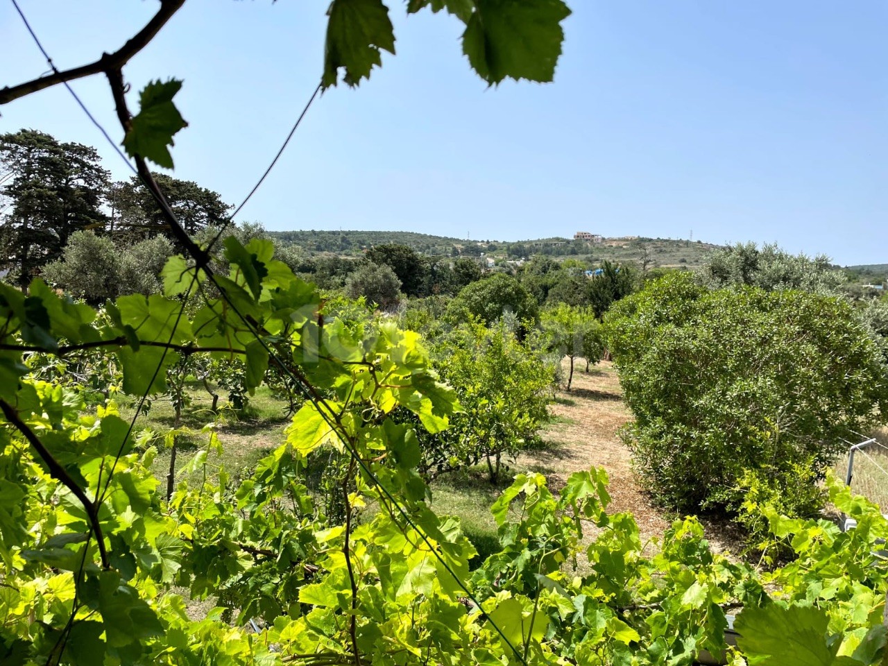 Gelbes Steinhaus mit Garten in Dipkarpaz-İskele – freistehend