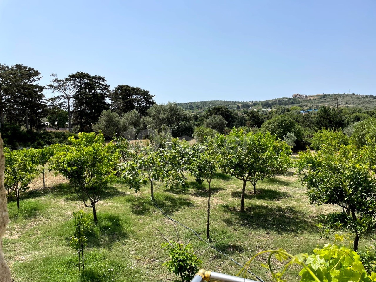 Gelbes Steinhaus mit Garten in Dipkarpaz-İskele – freistehend