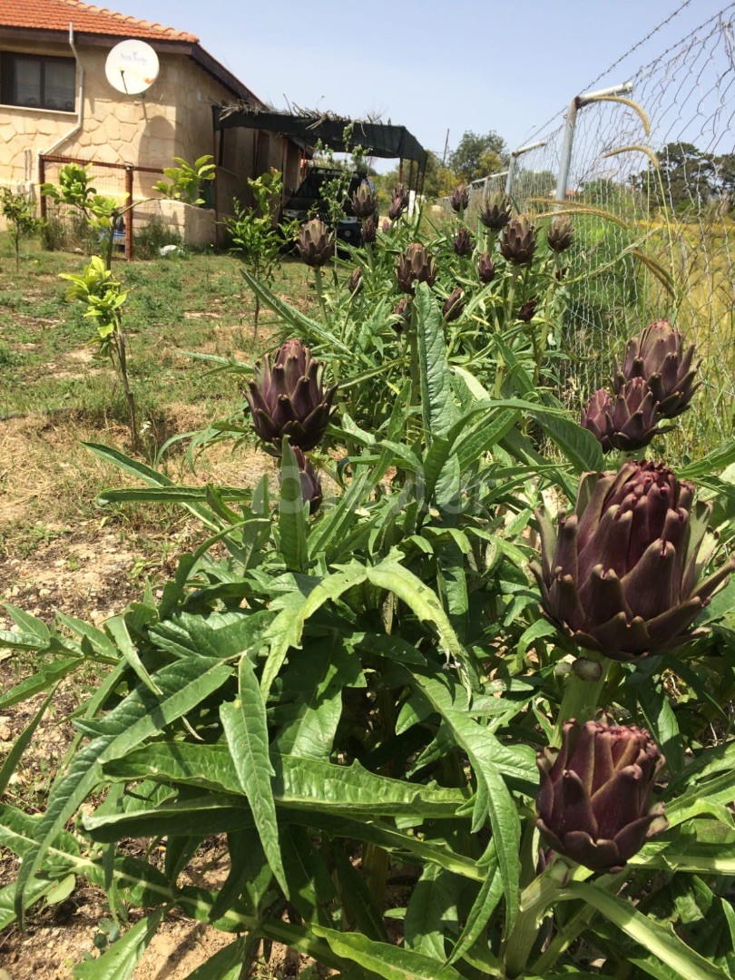 Gelbes Steinhaus mit Garten in Dipkarpaz-İskele – freistehend