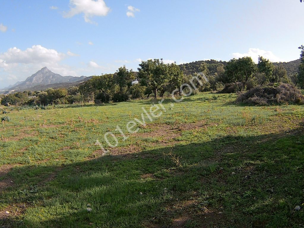 10 DONUMS OF LAND IN KAYALAR CLOSE TO SEA AND MOUNTAINS (35k Per Donum)