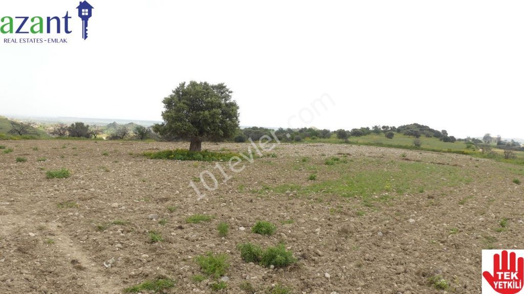 10 DONUM OF TURKISH TITLE LAND IN ERGAZI ISKELE