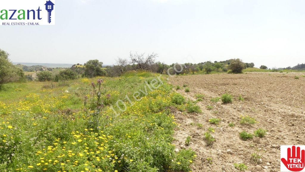 ERGAZI, 10 HEKTAR LAND MIT TÜRKISCHEM KOKANLI AM PIER ** 