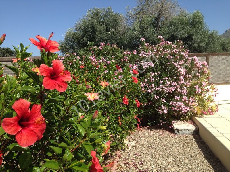 خانه مستقل برای فروش in Ozanköy, گیرنه