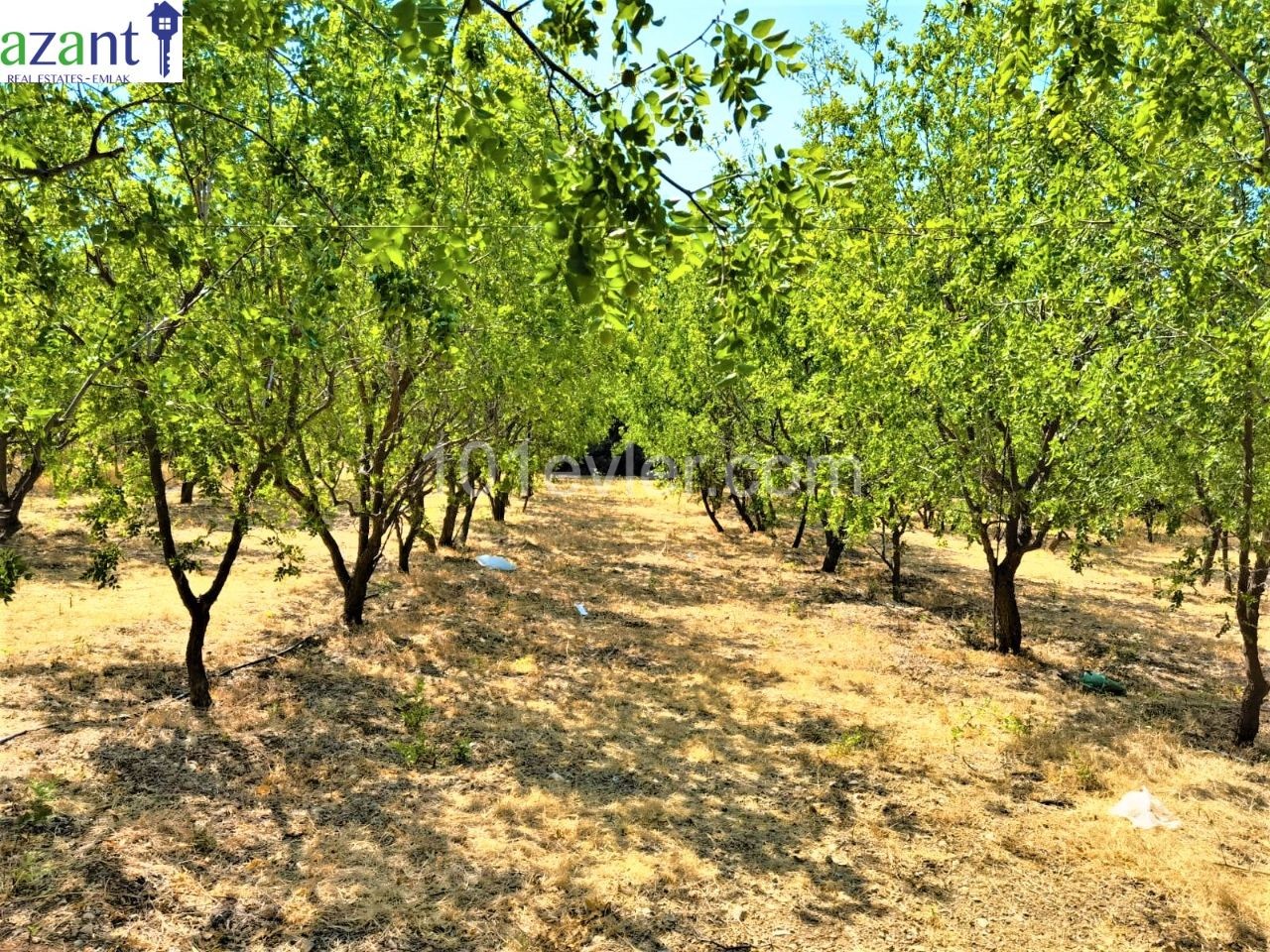 LAPTA'DA DAĞ MANZARALI ARSA