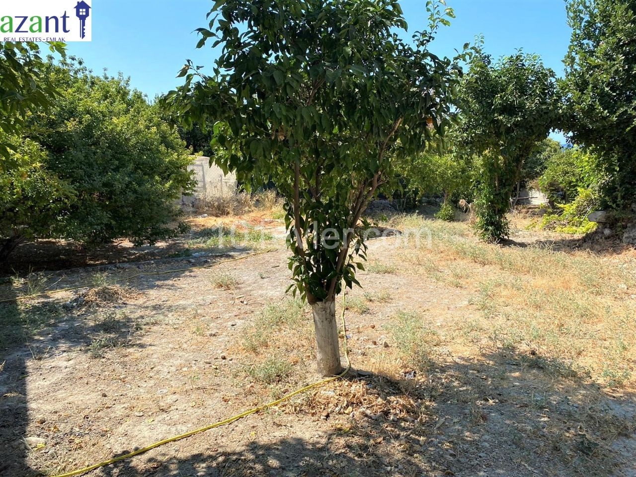 تخت برای اجاره in Lapta, گیرنه