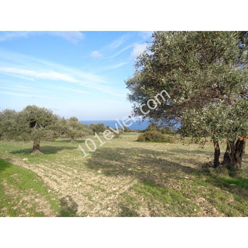 Great Plot With Stunning Views