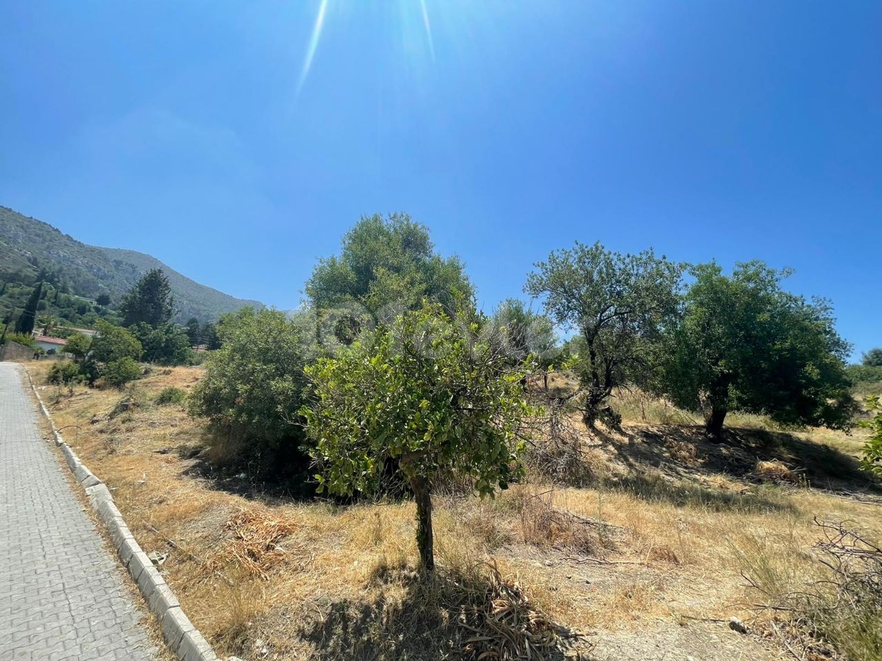 Girne, Bellapais'te satılık 6 dönüme yakın arazi