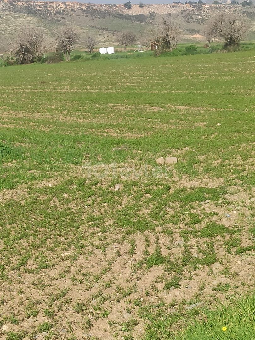 Gırne Kozankoy de 11 donum satılık tarla.