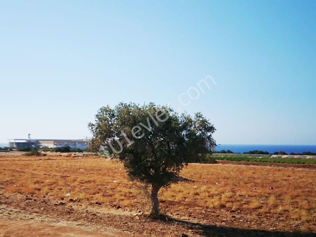 Flat To Rent in Alagadi, Kyrenia