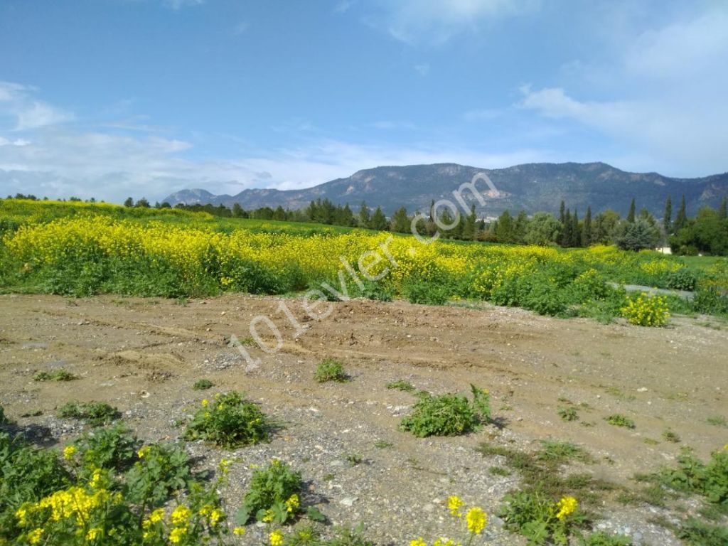 منطقه مسکونی برای فروش in Boğaz, گیرنه