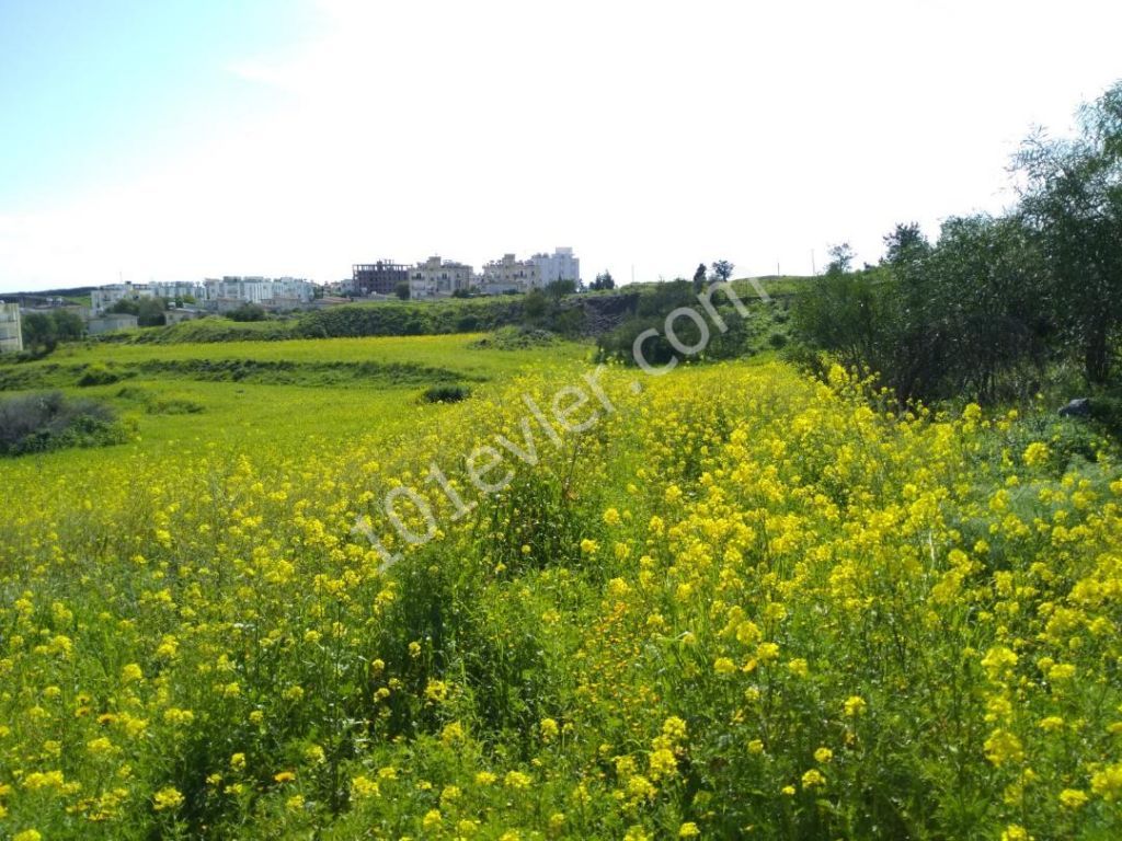 منطقه مسکونی برای فروش in Boğaz, گیرنه