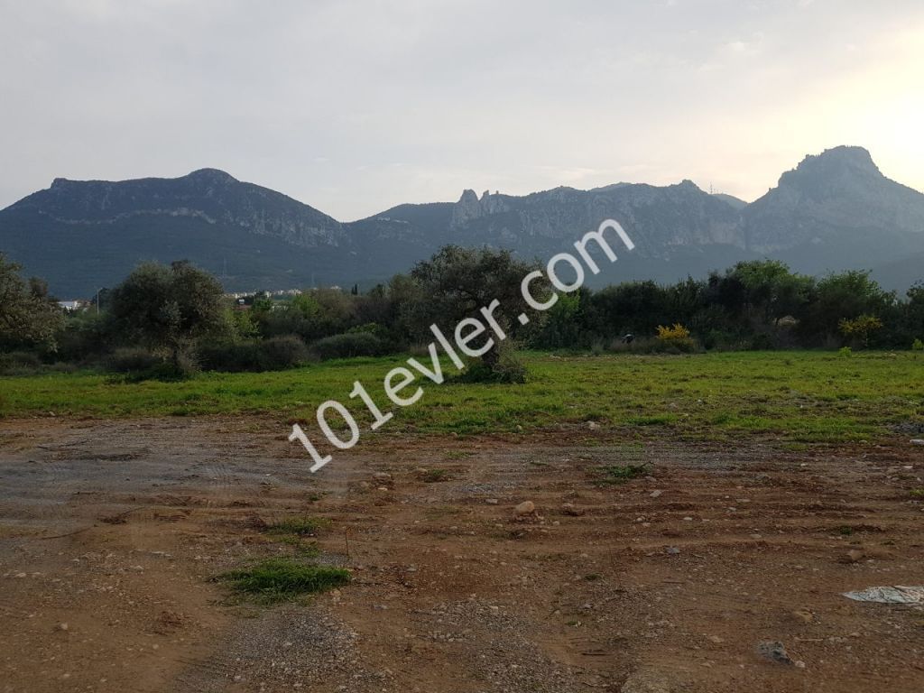 GİRNE /ZEYTİNLİKTE SATILIK TÜRK TAPULU  (7500 M2 )  VİLLALIK  ARAZİ