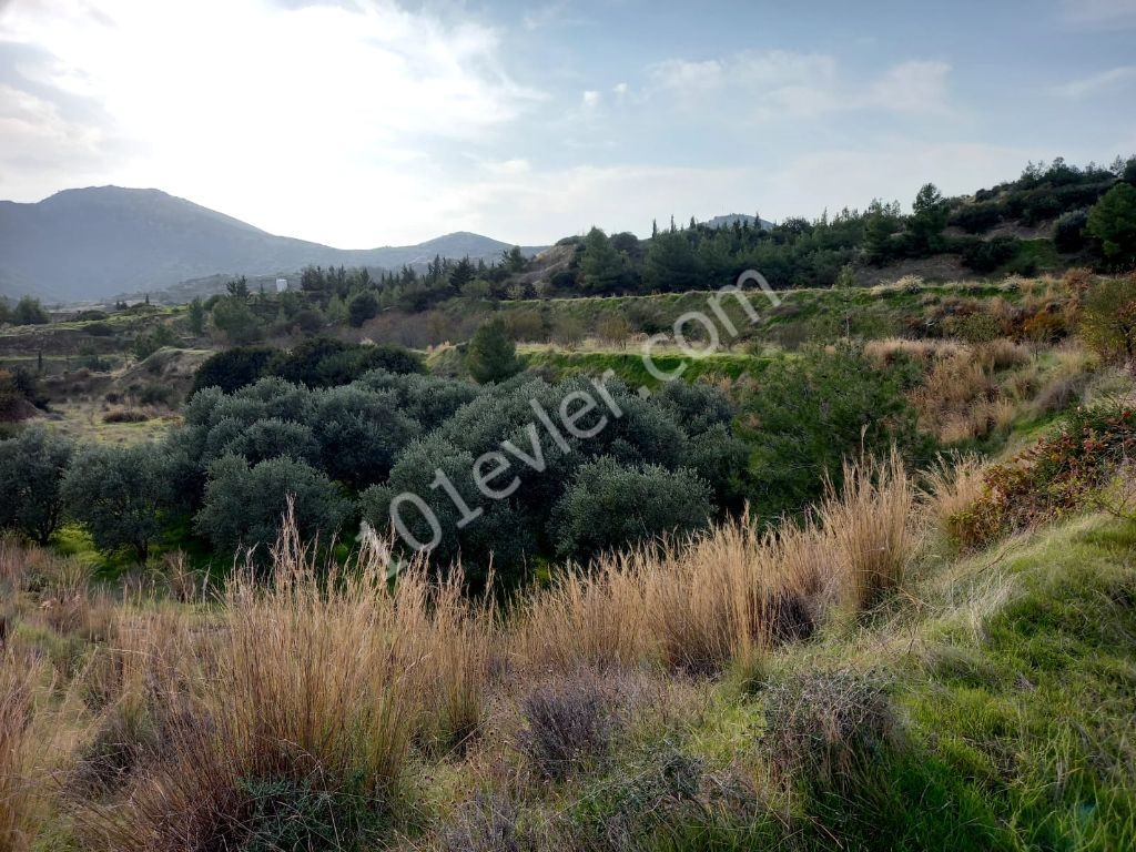 Lefke -Yeşilırmak'ta Türk Tapulu , Her Türlü İmara Açık Satılık Arazi ! ( Lefkoşadan Villa İle Takasa Açık) Altyapısı  Hazır