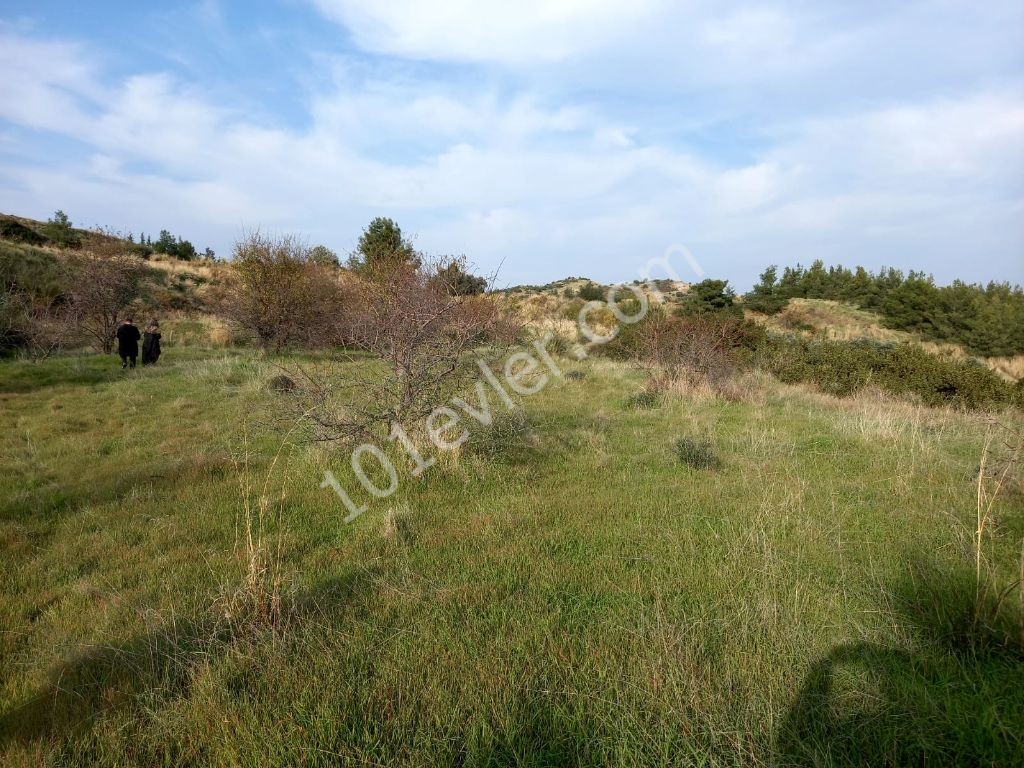 Lefke -Land for Sale in Yeşilırmak with a Turkish Title, Open to All Types of Construction! The Infrastructure Is Ready (Open for Exchange With Nicosia Villa) ** 