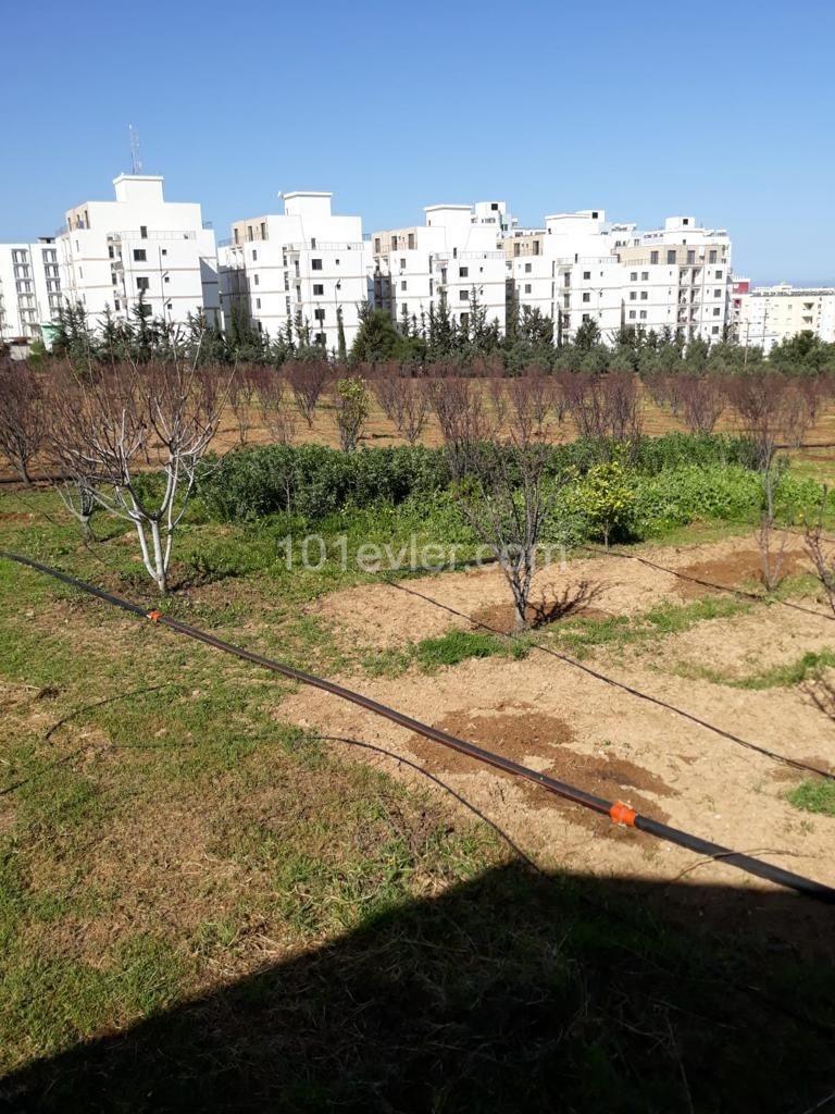 LEFKE UNIVERSITY AS WELL AS 10 ACRES OF LAND FOR SALE IN 3 HOUSES ** 