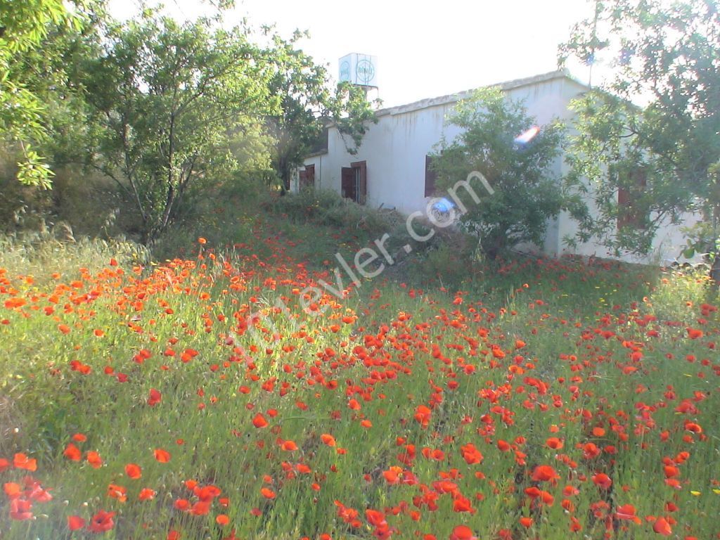 خانه مستقل برای فروش in Lefke, لفکه