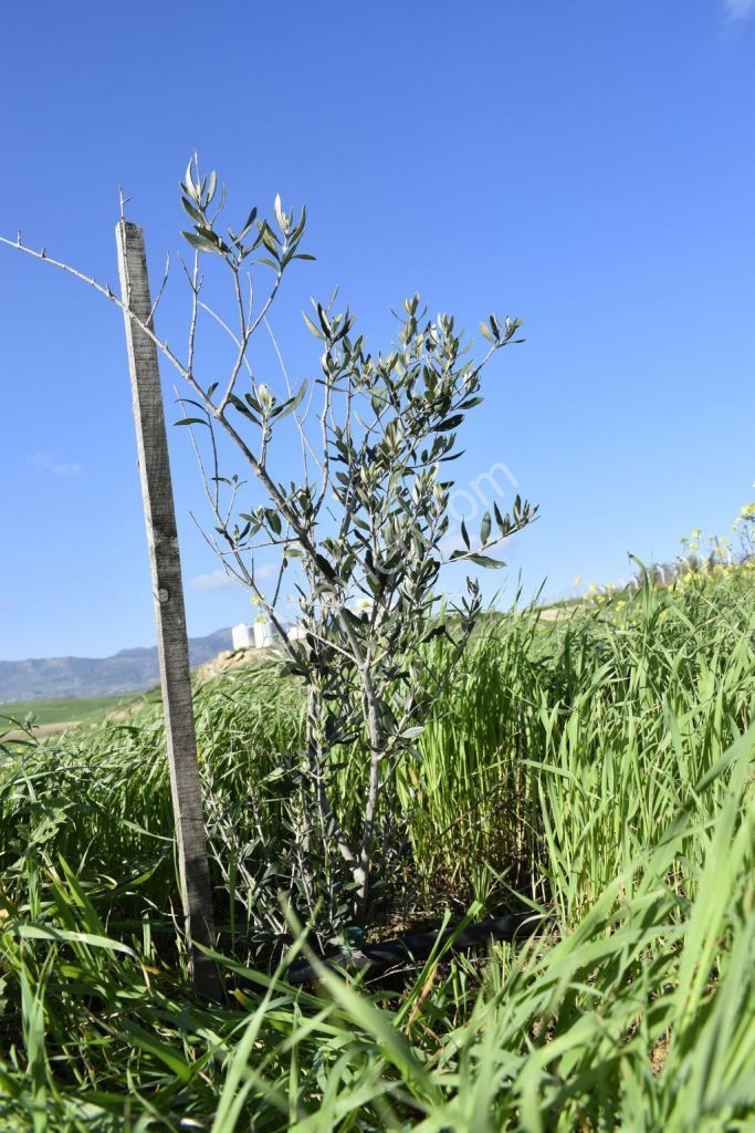 Farm Land in the west of Kanliköy - Nicosia.