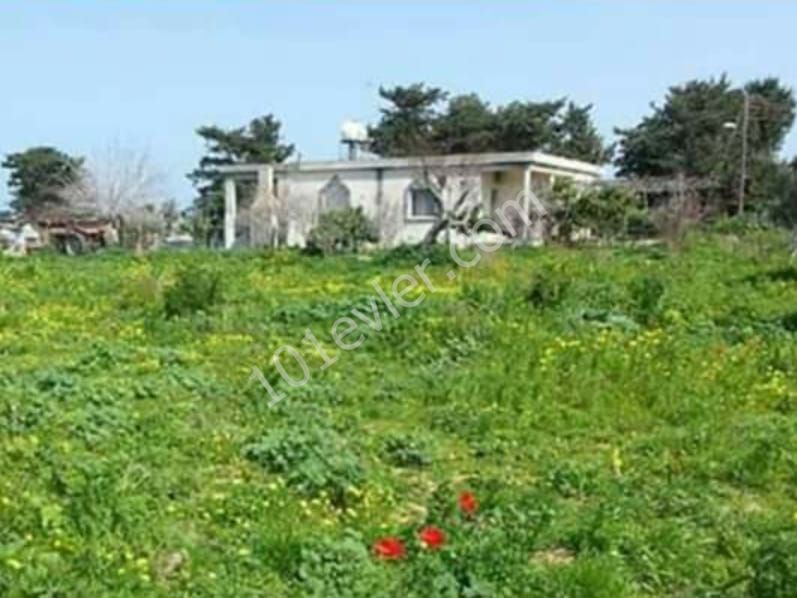 Einfamilienhaus Kaufen in Dipkarpaz, Iskele