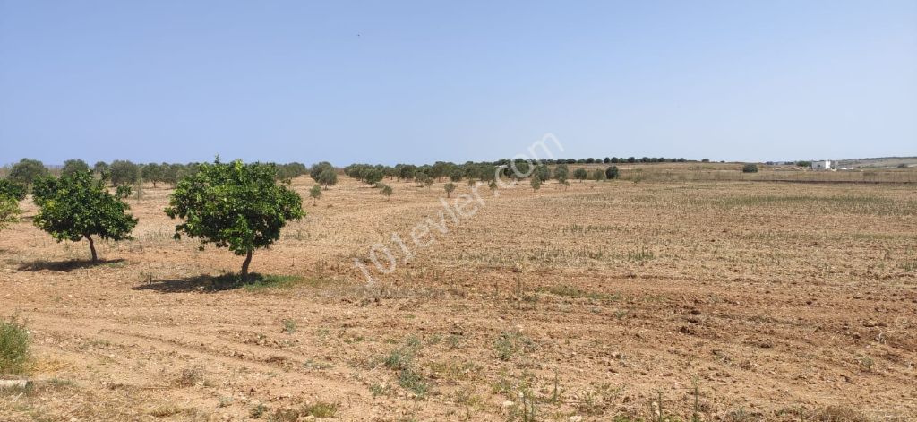 Field For Sale in Sınırüstü, Iskele