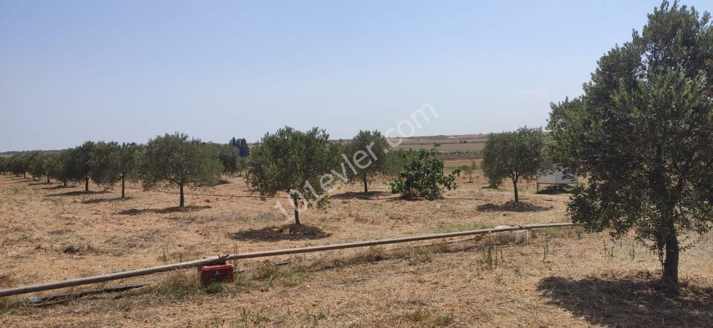 رشته برای فروش in Sınırüstü, ایسکله