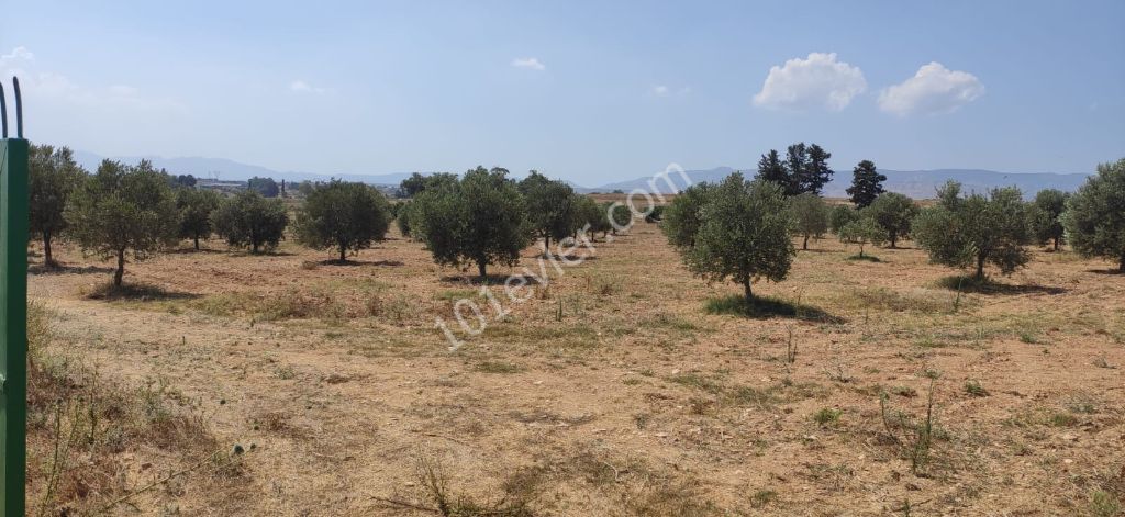 İskele - Sınırüstü köyünde satılık, içerisinde tatlı su kuyusu ve ekili 300 adet 11 yaşında zeytin ağacı olan, toplamda 30 Dönüm 3 Evlek ''Türk Malı'' arazi..