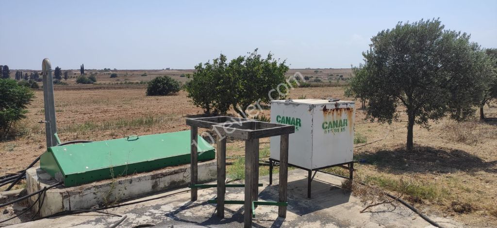 İskele - Sınırüstü köyünde satılık, içerisinde tatlı su kuyusu ve ekili 300 adet 11 yaşında zeytin ağacı olan, toplamda 30 Dönüm 3 Evlek ''Türk Malı'' arazi..