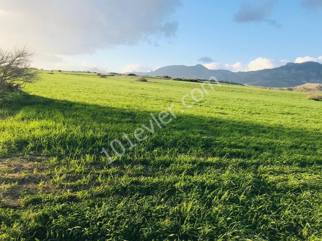 Field For Sale in Çukurova, Nicosia