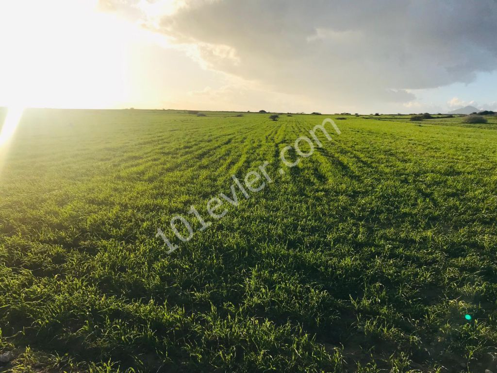 Feld Kaufen in Çukurova, Nikosia