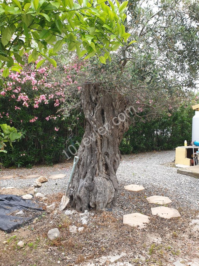 Villa For Sale in Ozanköy, Kyrenia