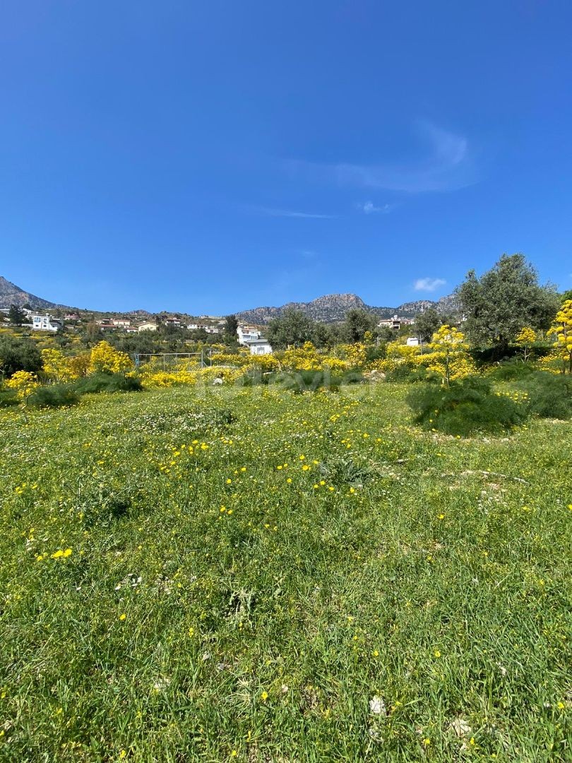 land in good area in taskent with 3 olive trees for sale