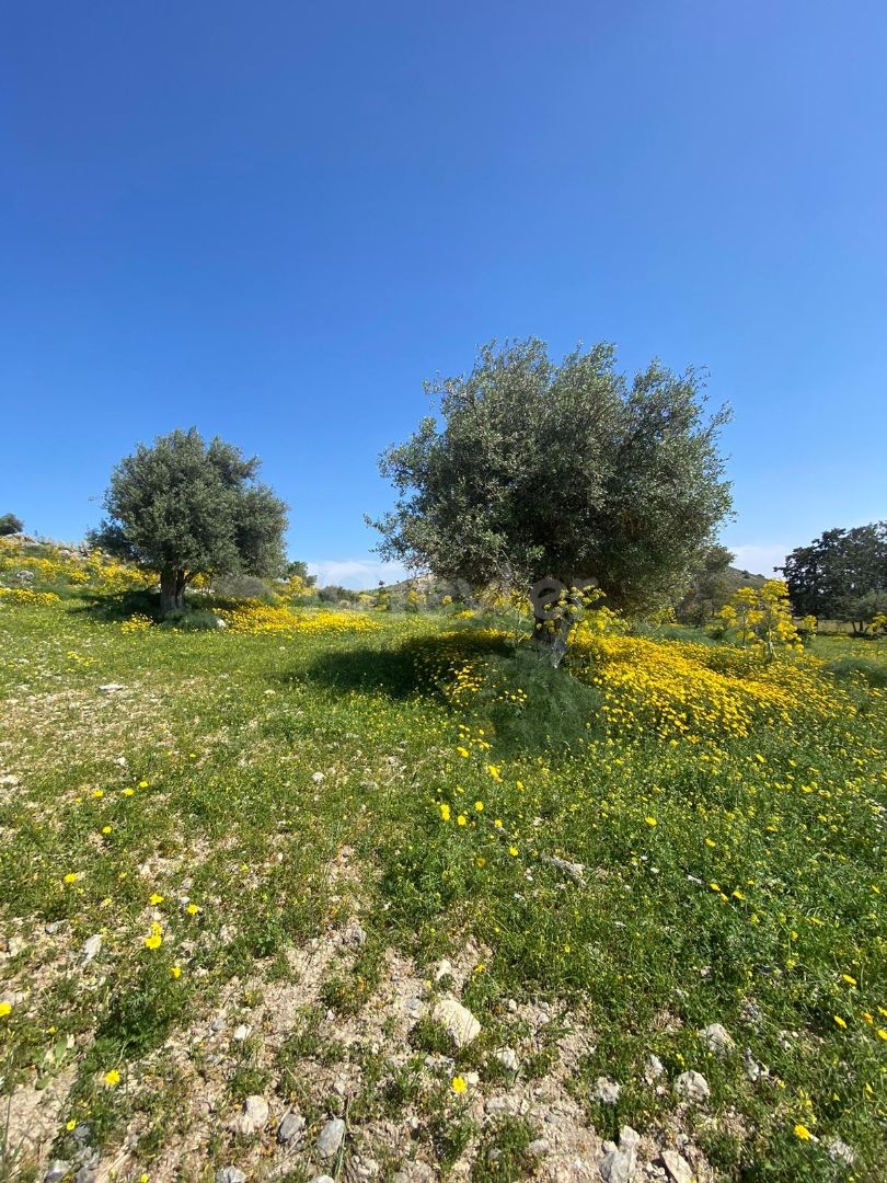 land in good area in taskent with 3 olive trees for sale