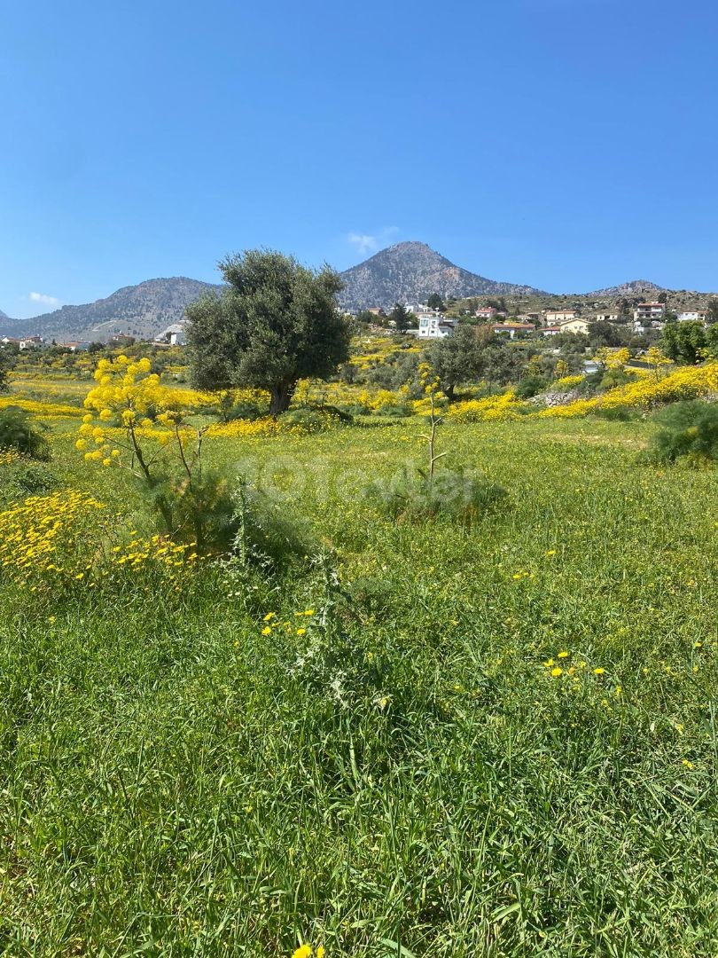 land in good area in taskent with 3 olive trees for sale