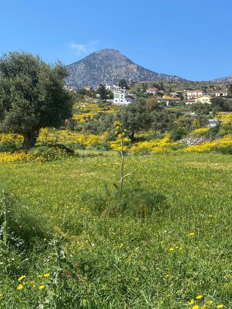 land in good area in taskent with 3 olive trees for sale