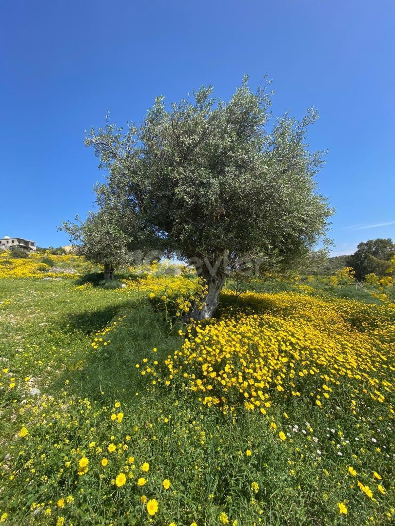 land in good area in taskent with 3 olive trees for sale