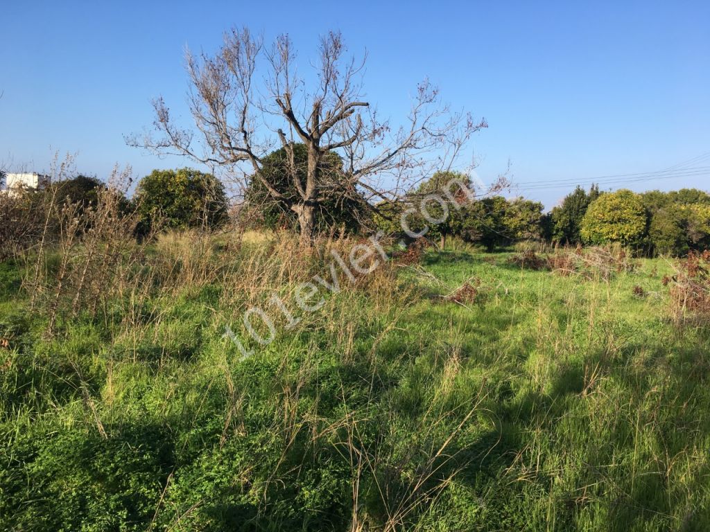 BY OWNER - 5018 M2 LAND IN LAPTA FOR SALE 