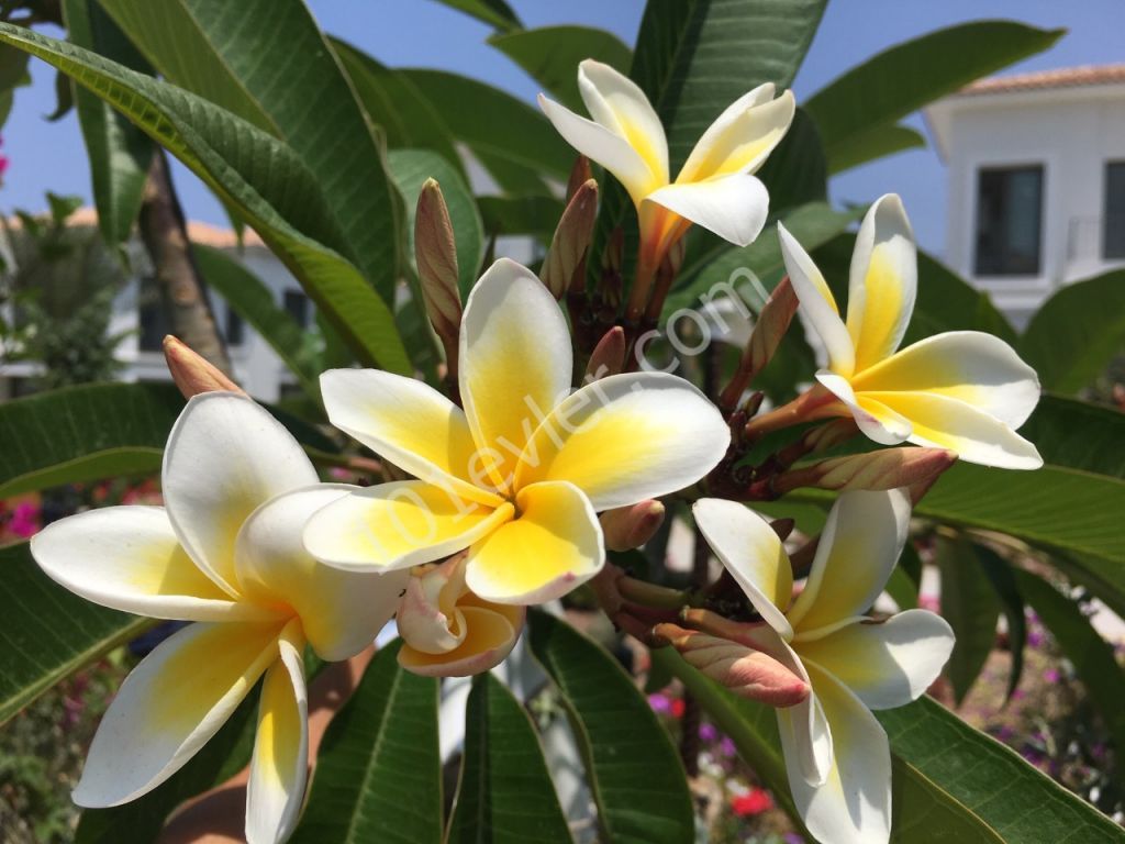 تخت برای اجاره in Alsancak, گیرنه