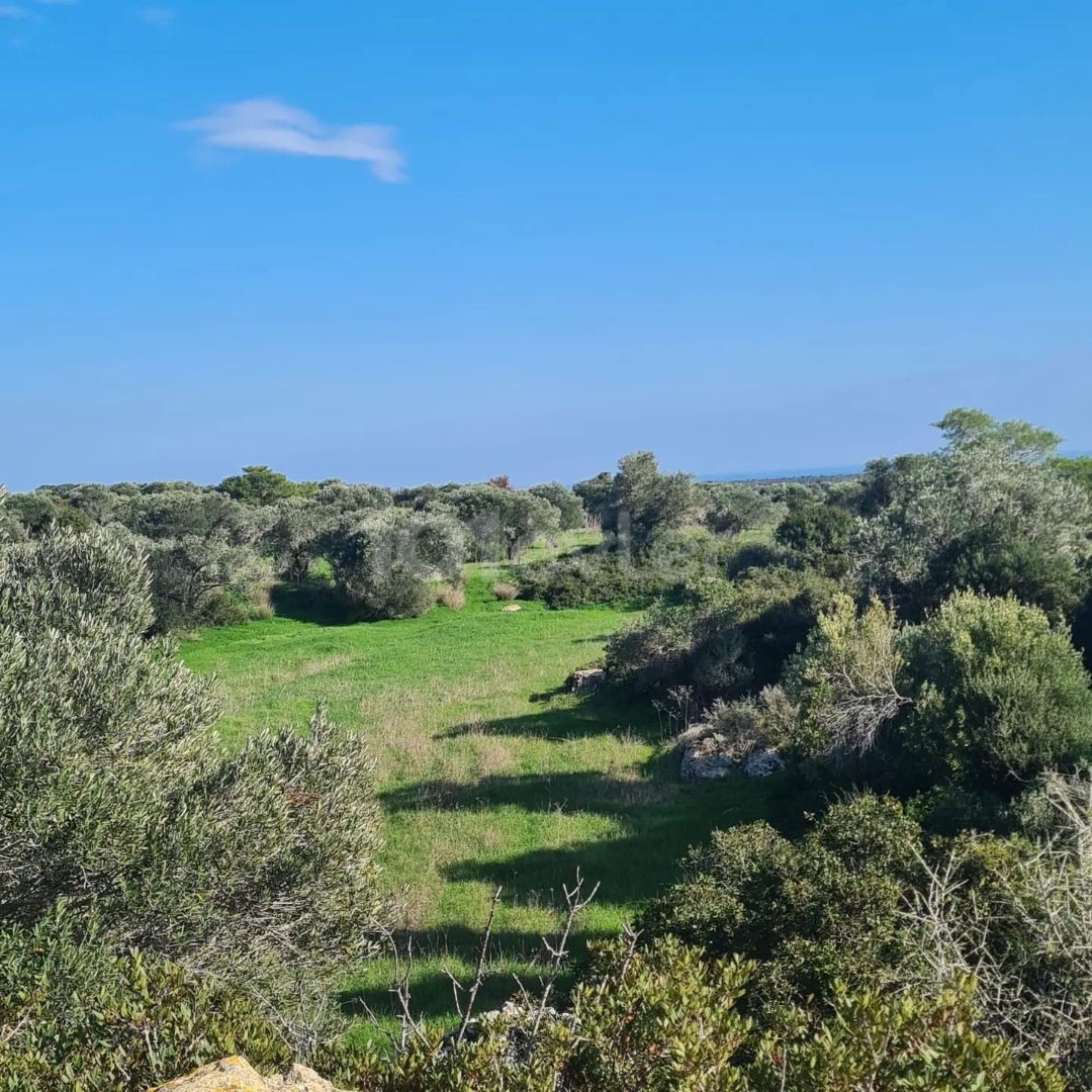 5 DONUM-FELD ZUM VERKAUF IN İSKELE MEHMETÇİK