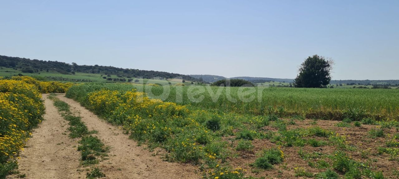 LAND FOR SALE IN BOLTAŞLI