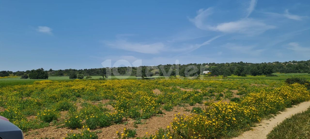 LAND FOR SALE IN BOLTAŞLI